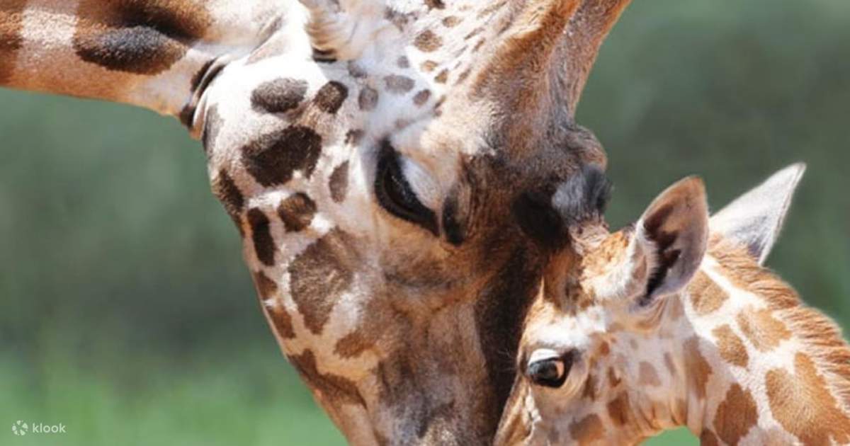 Al Ain Zoo Entry Ticket Klook